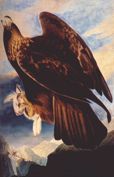 John James Audubon Golden Eagle